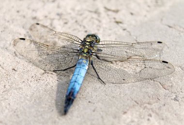 Dragonfly clipart