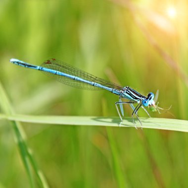 Blue dragonfly clipart