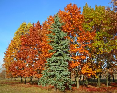 Autumnal beautiful trees clipart