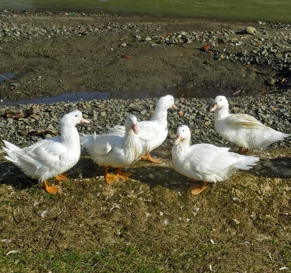 Белые утки — стоковое фото