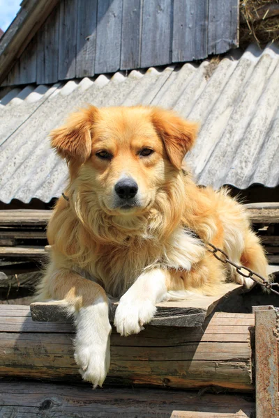 Yellow dog — Stock Photo, Image