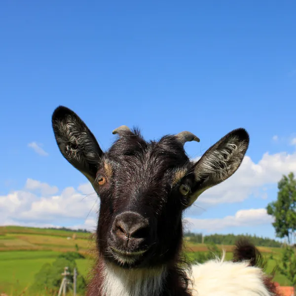 Billy goat — Stockfoto