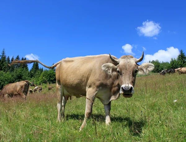 Stádo krav — Stock fotografie