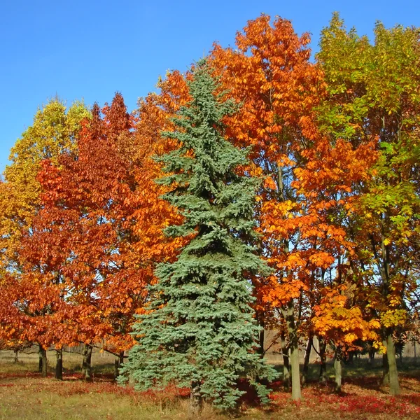 Podzimní krásné stromy — Stock fotografie