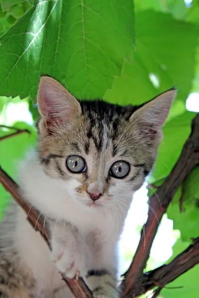 stock image Kitten