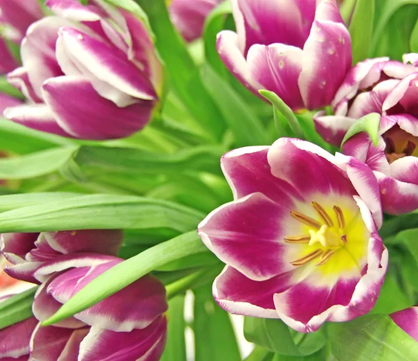 stock image Cardinal tulips