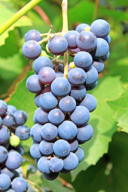 Muscadine grapes clipart