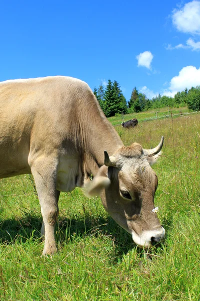 Krowy dojarz — Zdjęcie stockowe