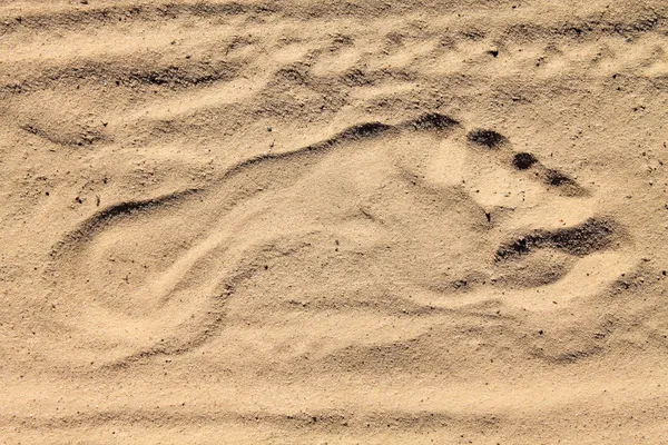 Fresh footprints — Stock Photo, Image