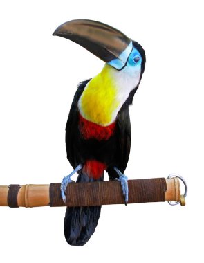 Beautiful toucan clipart