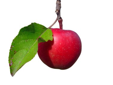 Fresh red apple clipart