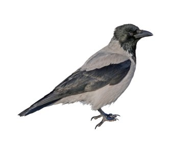 Grey crow clipart