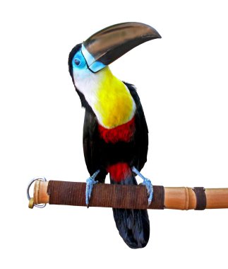 Toucan clipart