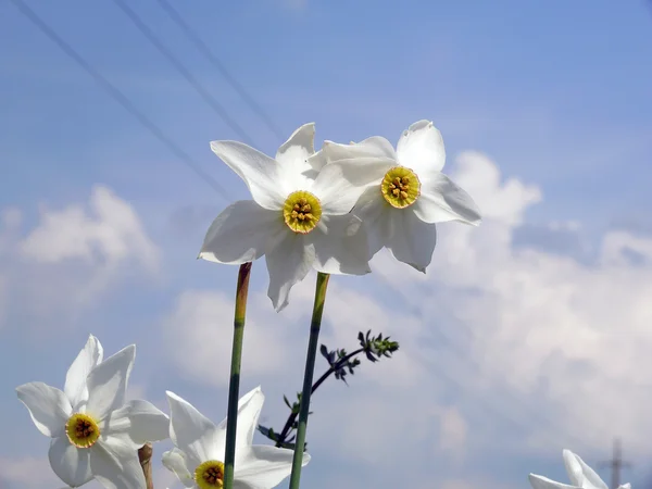 Two narcissus — Stock Photo, Image