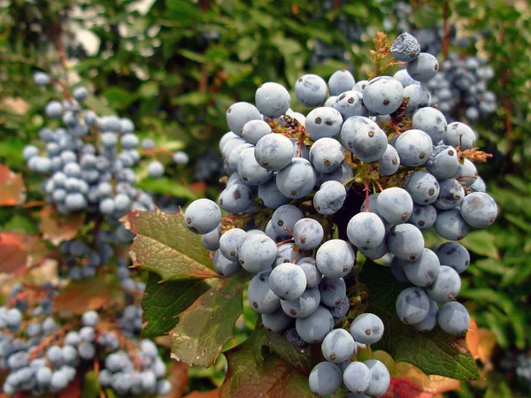 Natural berries — Stock Photo, Image