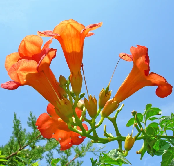 Orange Campanula — Stock Photo, Image