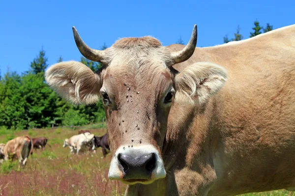 Cow — Stock Photo, Image