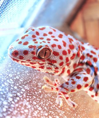 Gecko clipart