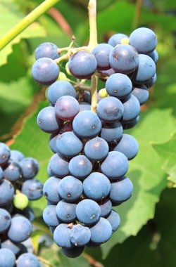 Grape-gathering clipart