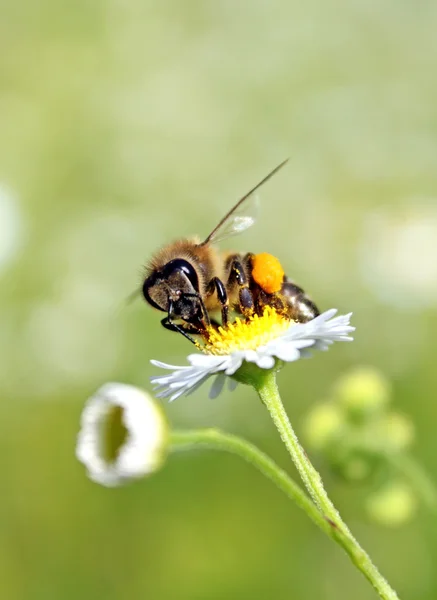 작업자 꿀벌 — 스톡 사진