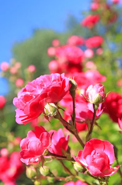 Krzewu różanego — Zdjęcie stockowe