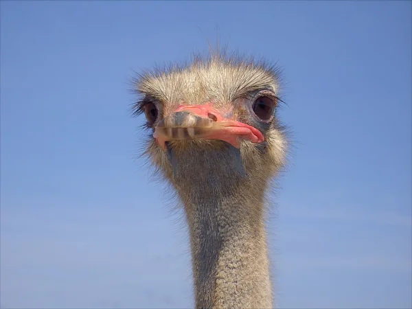 Ostrich Royalty Free Stock Photos