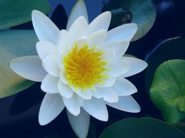 Waterlilly