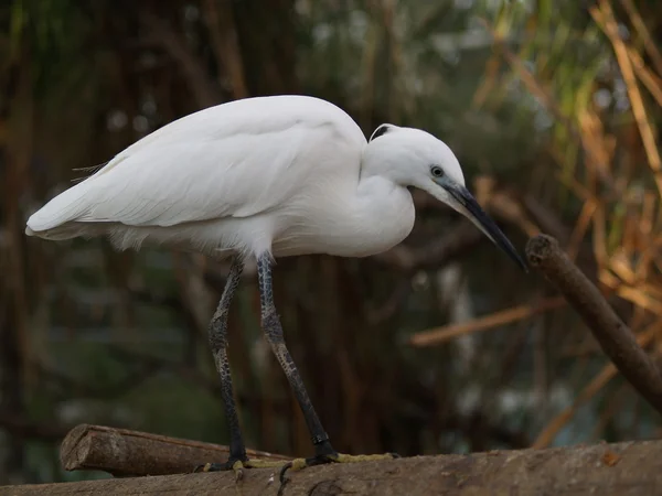 stock image Egret