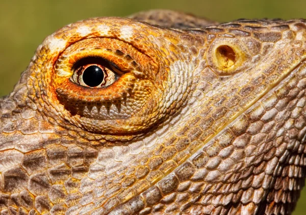 Bearded Dragon Closeup — Stock Photo, Image