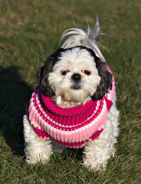 Shih Tzu in a Sweater clipart