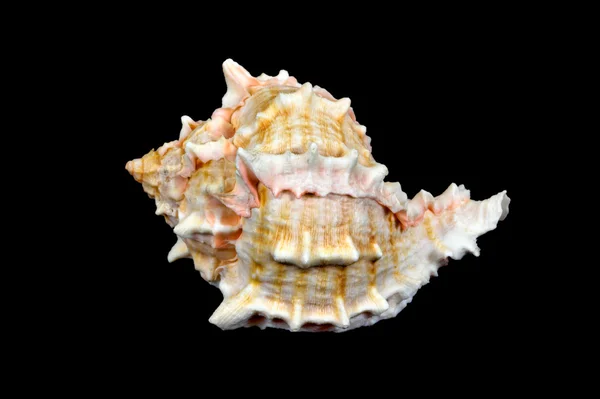 Seashell #1 (конхи чорною фарбою) — стокове фото