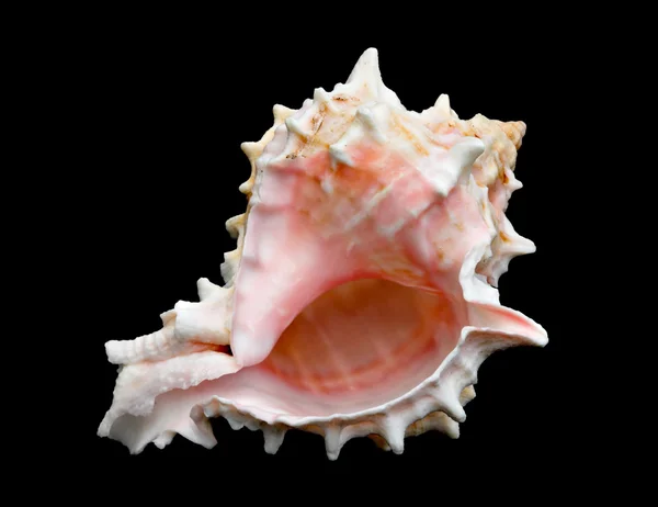 Seashell Over Black #8 (Conch) — Stock Photo, Image
