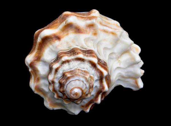 Seashell Over Black #7 (Conch) — Stock Photo, Image