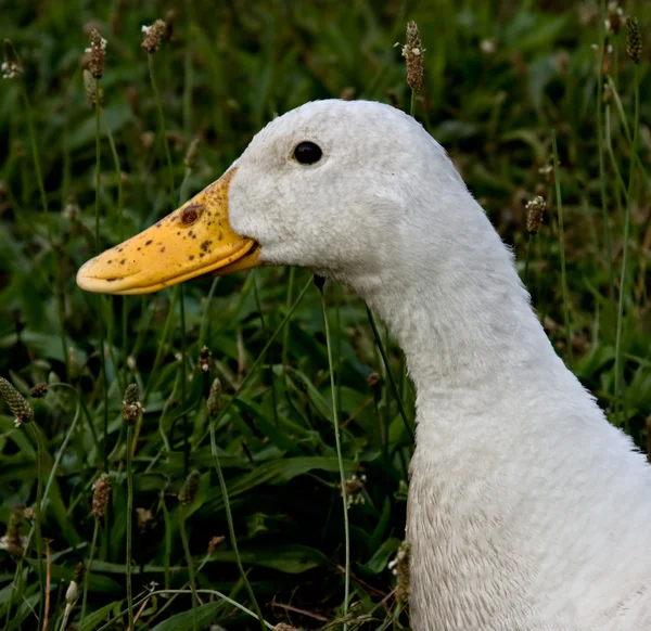 Dirty Duck — Stock Photo, Image