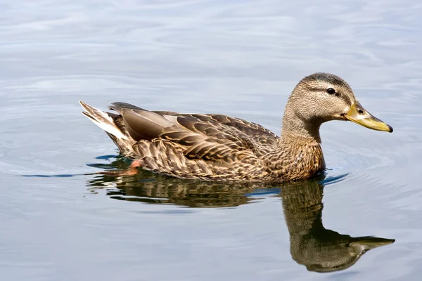 stock image Mallard Duck