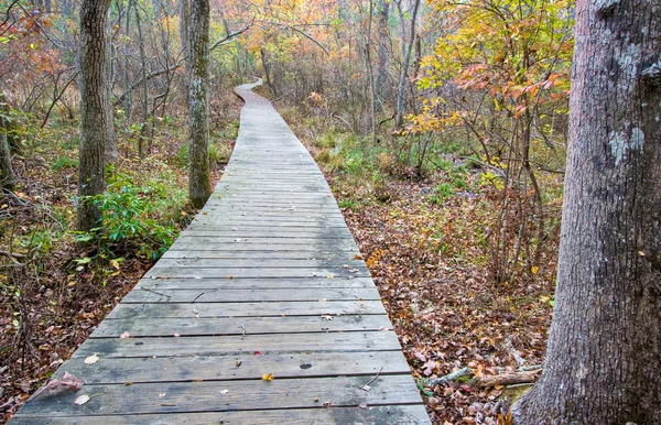Trä gångväg i skogen — Stockfoto