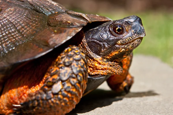 Żółw leśny — Zdjęcie stockowe