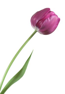 Tulip clipart