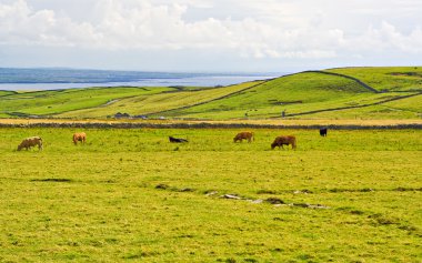 Cows in Meadow clipart