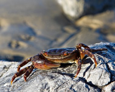 Soft Shell Crab clipart