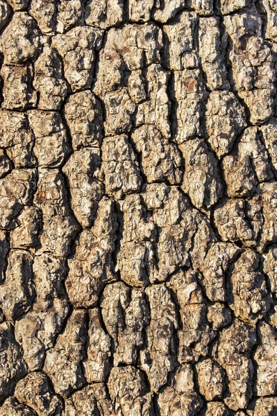 Кора дерева 2 — стоковое фото