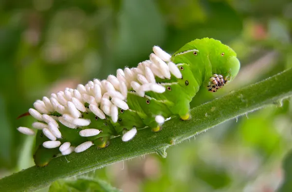 Hornworm rajčata s vejci vosa — Stock fotografie
