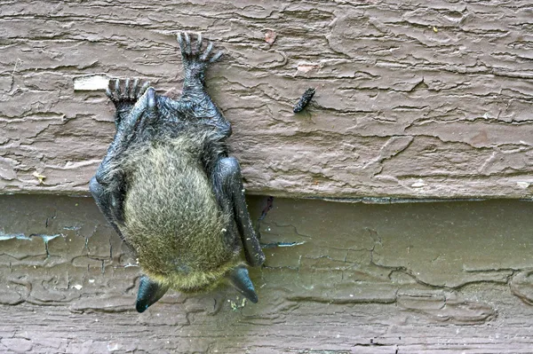박쥐 — 스톡 사진