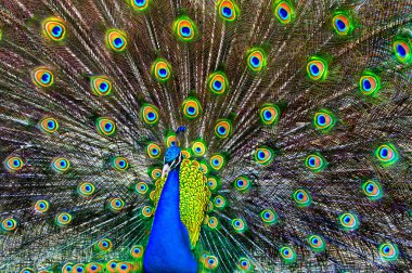Blue Peacock clipart