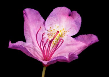 Pembe rhododendron çiçeği