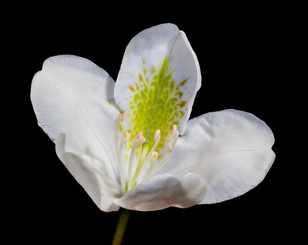 Vit rhododendron blomma — Stockfoto