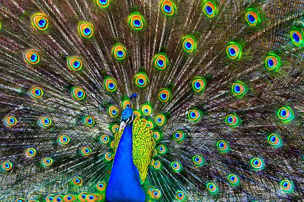 Blue Peacock — Stock Photo, Image