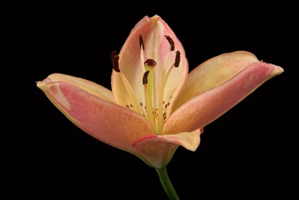 Маленькая розовая лилия — стоковое фото
