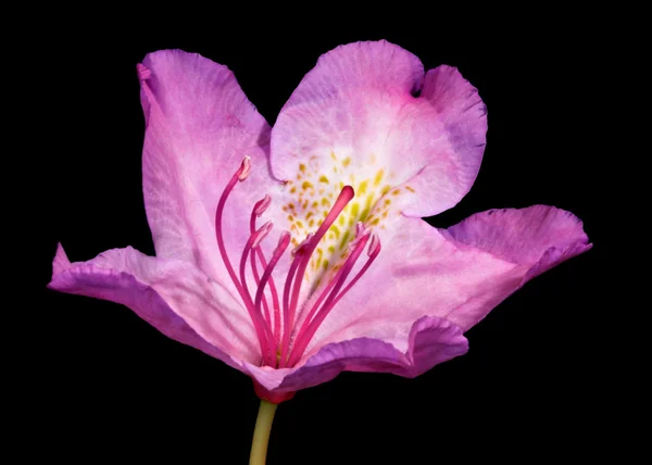 Fleur de rhododendron rose — Photo