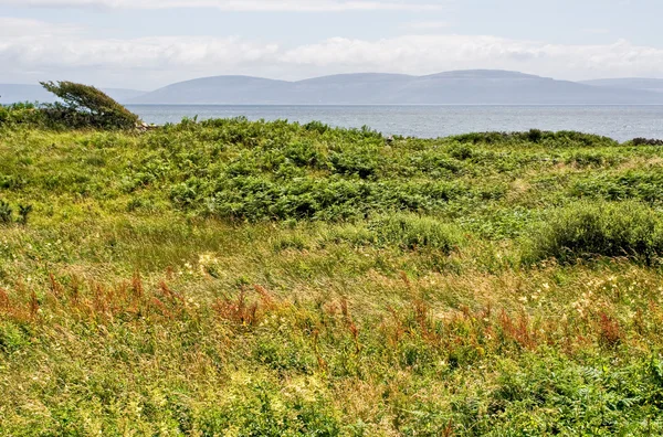 Galway Bay and Field — Stock Photo, Image